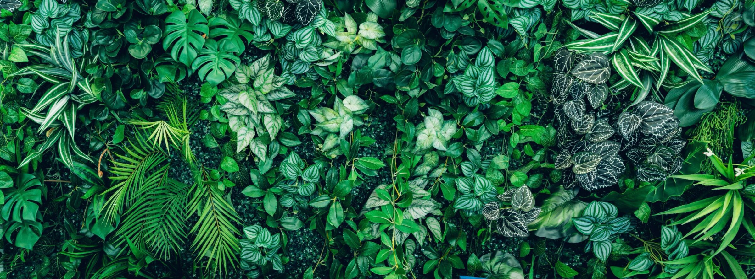 Green plants covering a walll